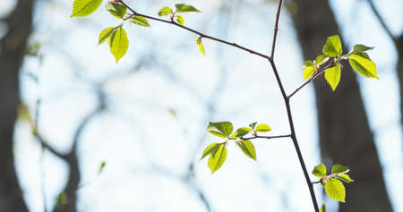 ulmus glabra elm leaves in spring day, wide photoの写真素材
