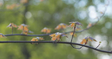 young maple leaves in warm spring sunlight, wide photo