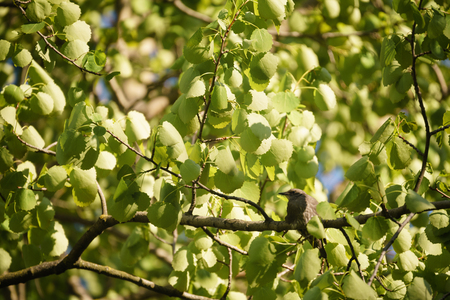 gray muscicapa striata in leaves on tree
