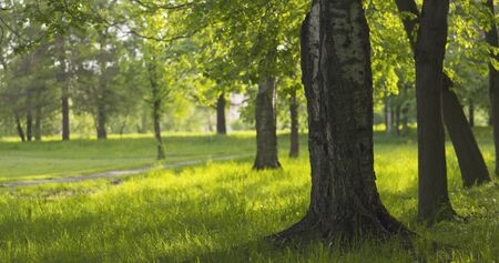 birch in park in summer sunny day, wide photoの写真素材