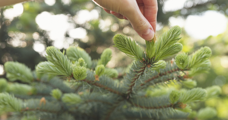 removing shell from young shoots of blue spruce in sunny day, wide photo