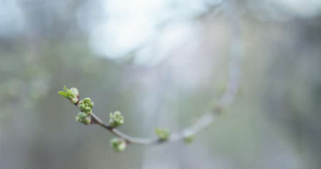 first buds on branch in spring day, wide photo