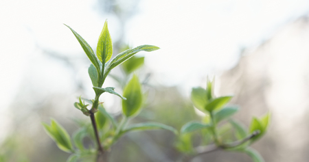 jasmine leaves in spring light, wide photoの写真素材
