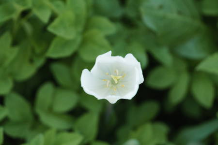 blooming white tulip in garden closeup, shallow focusの写真素材