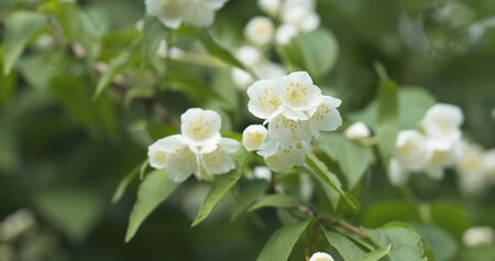 white jasmine flowers in cloudy dayの写真素材
