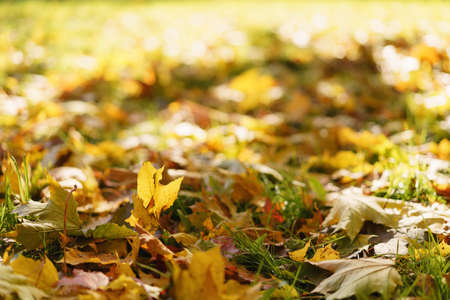 fallen autumn leaves in town park on groundの写真素材