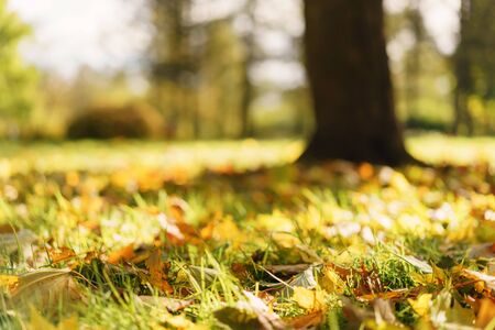 fallen autumn leaves in town park on ground