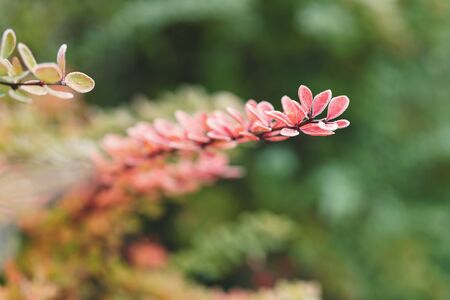 Barberry bush in cold autumn morning with frost, shallow focusの写真素材