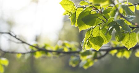 small linden branch with fresh leaves, wide photo