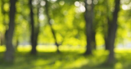 real lens blur of park in sunny day, wide photoの写真素材