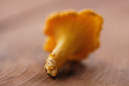 chanterelle mushroom on wood table, shallow focusの写真素材
