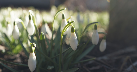 snowdrops in spring morning closeup photo