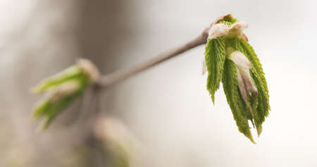 first leaves in spring closeup