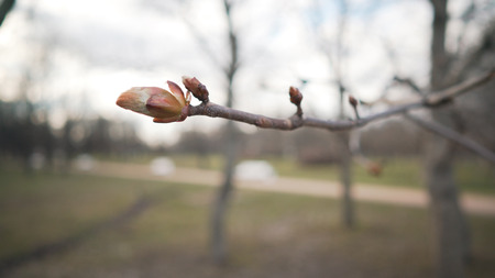 chestnut buds in spring dayの写真素材