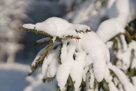 fir tree covered with snow in the morningの写真素材