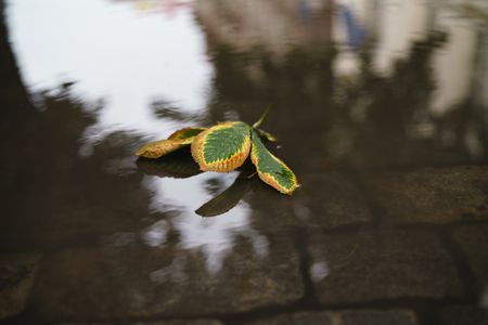 chestnut leaves in puddle in autumn day on old pavementの写真素材