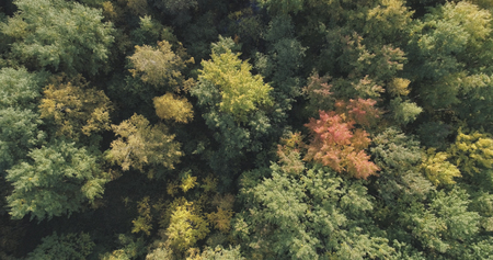 Aerial top view of autumn trees in forest in septemberの写真素材