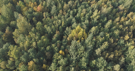 Aerial view of autumn trees in forest in september