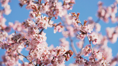 beautiful sakura cherry tree blossom against blue sky