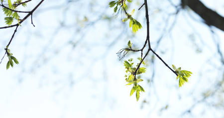 young maple leaves in warm spring sunlightの写真素材