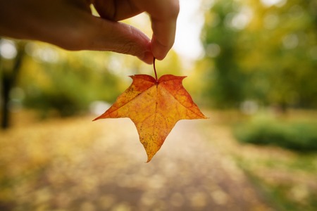 POV man hand hold orange maple leaf while walking in alley
