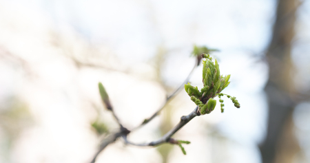 young maple leaves in warm spring sunlight, wide photo