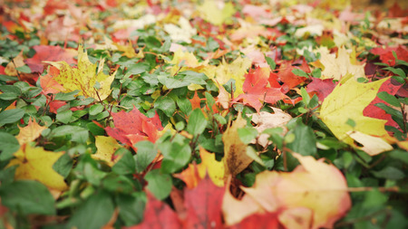 maple and oak leves on bush in autumn, wide photo