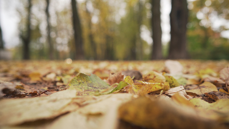 low angle shot of autumn linden alley, wide photo