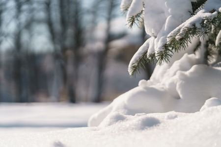 spruce tree in city covered with snow after snowfallの写真素材