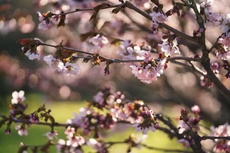 sakura blossom in warm spring morning