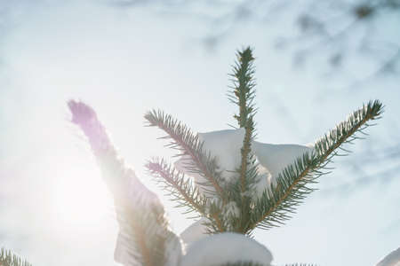 small spruce tree in warm morning after snowfallの写真素材