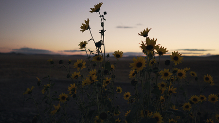 Prairie Sunflowers after sunsetの写真素材