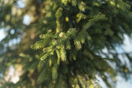 fir branch in morning sunlight in spring
