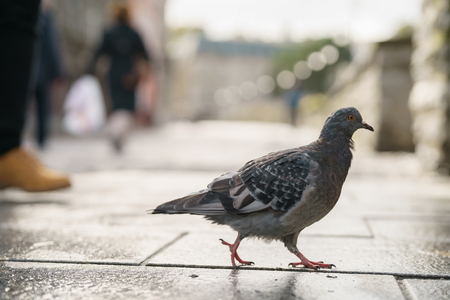 pigeon walking on pavement in old townの写真素材