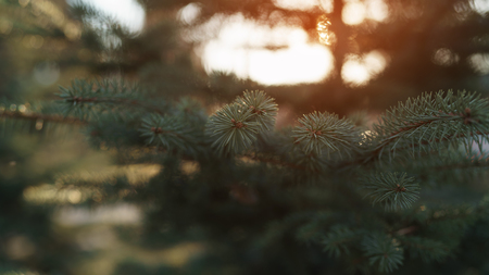 blue spruce in spring sunset lightの写真素材
