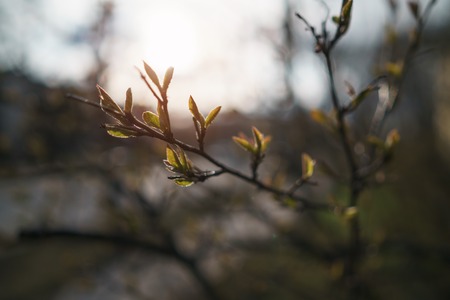 closeup of bush with leaves and buds in spring morningの写真素材