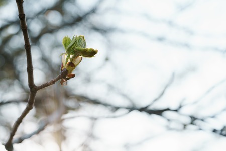 first chestnut leaves on tree in springの写真素材