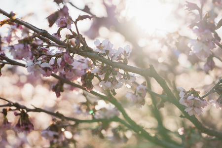 Tender sakura cherry tree blossom in spring morningの写真素材