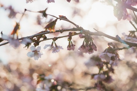 Tender sakura cherry tree blossom in spring morningの写真素材