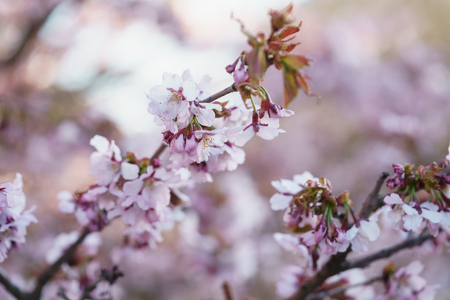 Tender sakura cherry tree blossom in spring morningの写真素材