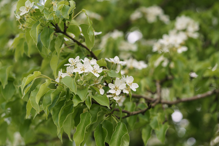 closeup of blossoming apple tree with white flowers in a gardenの写真素材