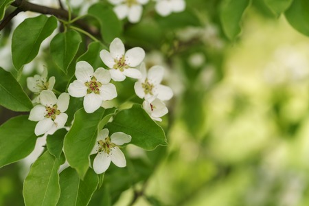 closeup of blossoming apple tree with white flowers in a gardenの写真素材