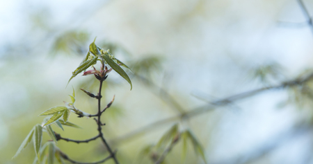 first leaves on acer triflorum maple treeの写真素材