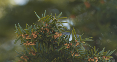yew branches in spring morningの写真素材