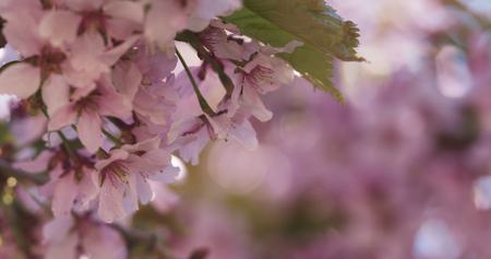 cherry sakura in bloomの写真素材
