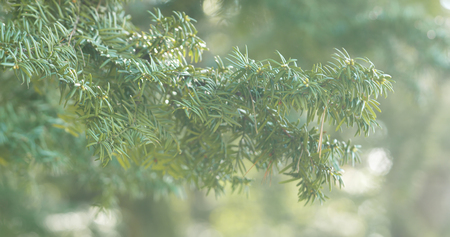 yew branches in spring morning