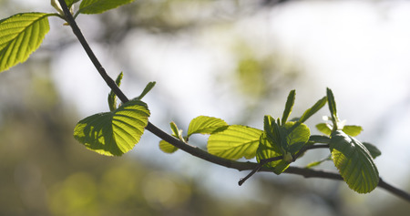 alder leaves in spring morning closeupの写真素材