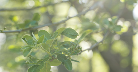 spring apple leaves in the morningの写真素材