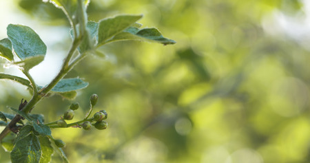 spring apple leaves in the morningの写真素材