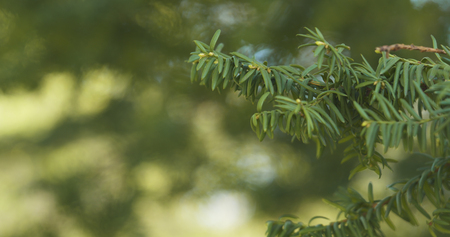 yew branches in spring morningの写真素材